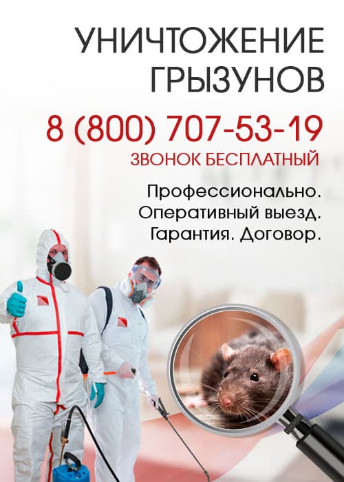 Уничтожение крыс в Серпухове
