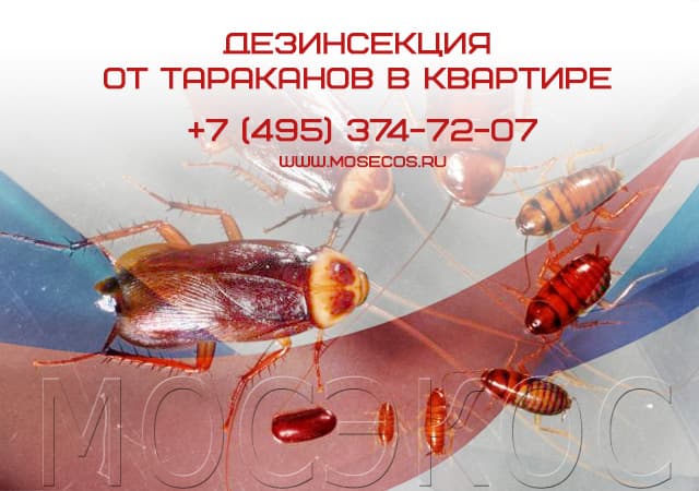Дезинсекция от тараканов в квартире в Серпухове