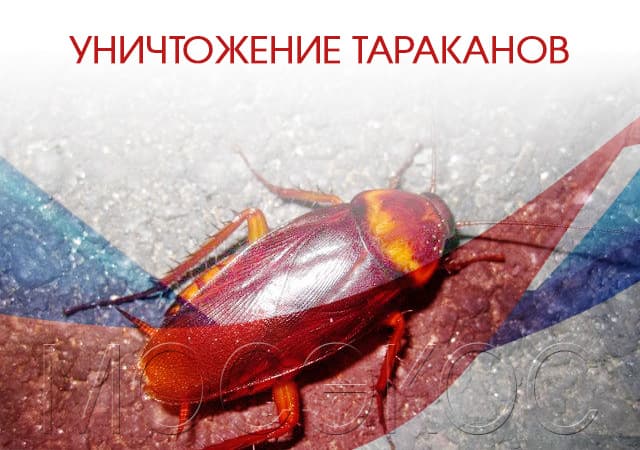 Уничтожение тараканов в Серпухове