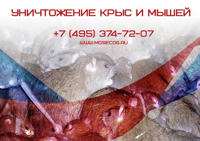 Уничтожение крыс и мышей в Серпухове