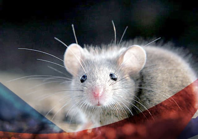 Уничтожение мышей в Серпухове